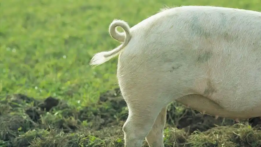 为何现在的猪尾巴又粗又短(为什么有的猪尾巴又粗又短) - 趣味头条