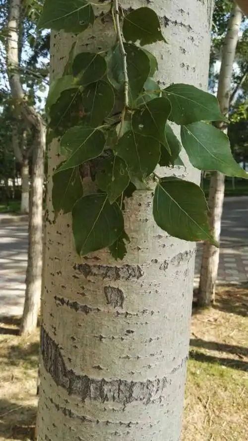 白杨树的特点杨树的简单介绍和特点