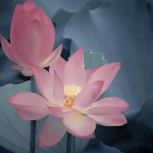 花开富贵头像图片大全(花开富贵头像)-恰卡门户