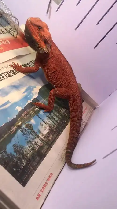 红系鬃狮蜥蜴公
