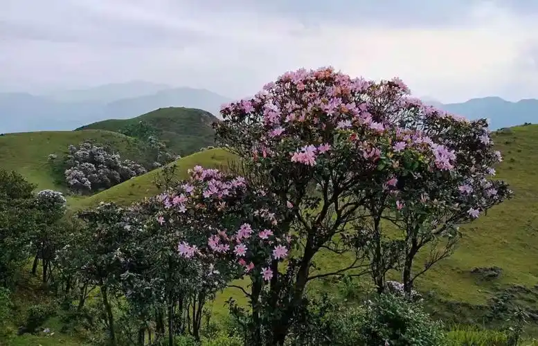 阳春鸡笼顶杜鹃花开吸引近万游客纷至沓来