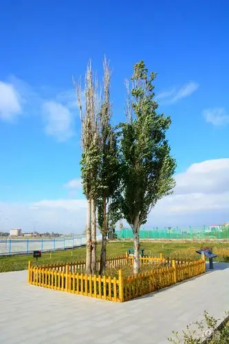 有名的三棵小白杨