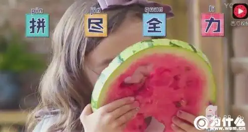 小手牵小狗嘉宾都有谁小手牵小狗苏菲是哪国混血苏菲资料