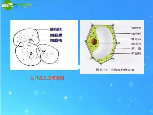 七年级生物上册 病毒课件济 南版ppt