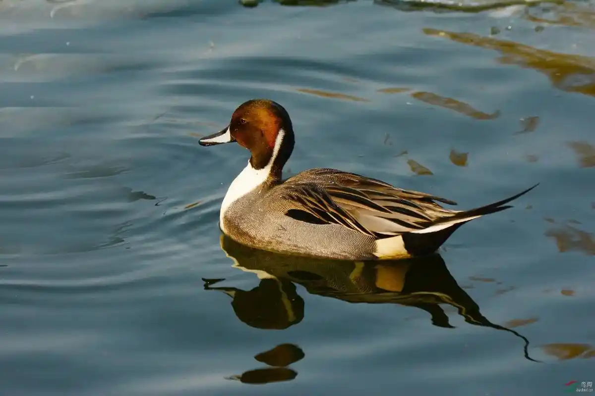 各种观赏鸭!#赤麻鸭#翘鼻麻鸭#野生动物园#水禽#天鹅湖 - 抖音