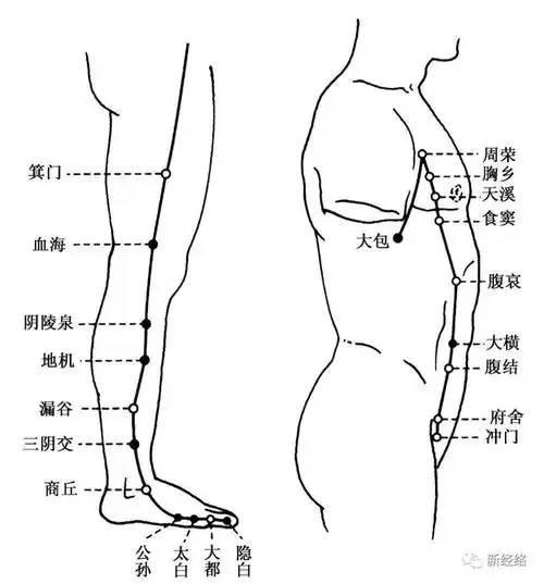 (2)双手交替拍打两侧足太阴脾经,从上到下,反复拍打5分钟,以微热为宜.