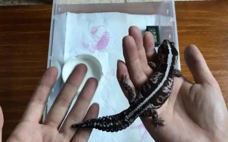 【肥尾守宫开箱】人生第一只肥尾守宫 奶牛奥利奥66无纹>!好帅好帅~_