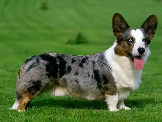 狗狗智商排名榜前50名十大聪明犬排名