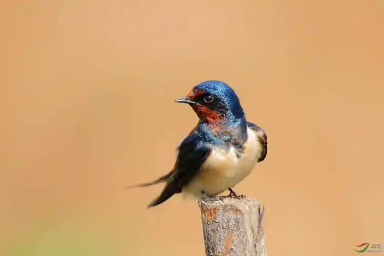 燕子(点击看高清大图)