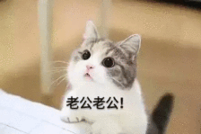 萌猫撒娇表情包qaq