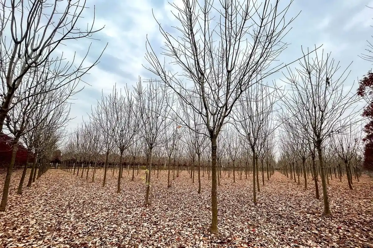 大叶秋紫白蜡    8—12公分 - 抖音