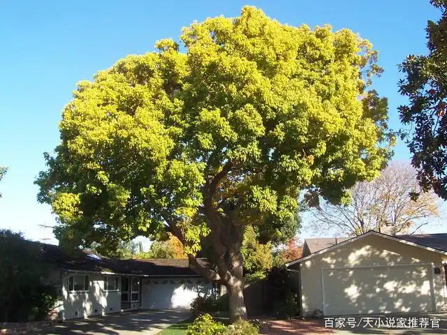 适合种在庭院的三种"富贵树",人见人爱,富贵吉祥