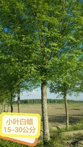 小叶白蜡