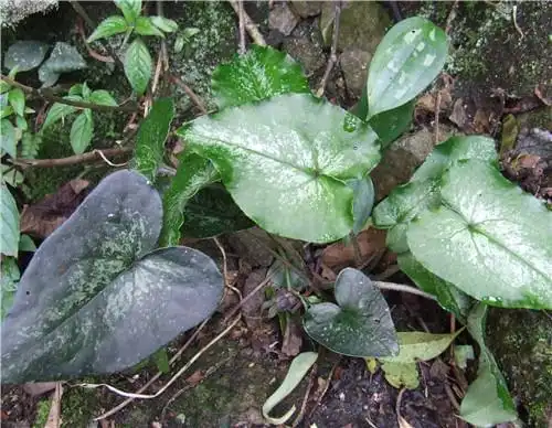 金盆草,苛刻成就金盆草,专治风湿关节炎,多数人却不知