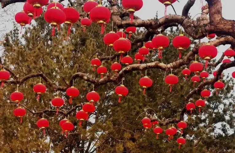 灯笼红 红灯笼 树上点点红意浓 中国结 中国风 思乡的深情风吹动