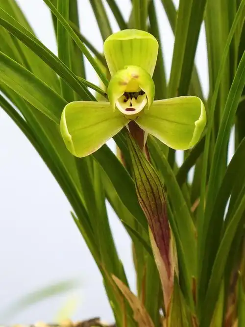 往年手植部分春兰的开品.-春兰篇-中