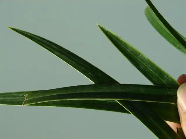 下山新品--寒兰叶艺 - 中国兰花交易网