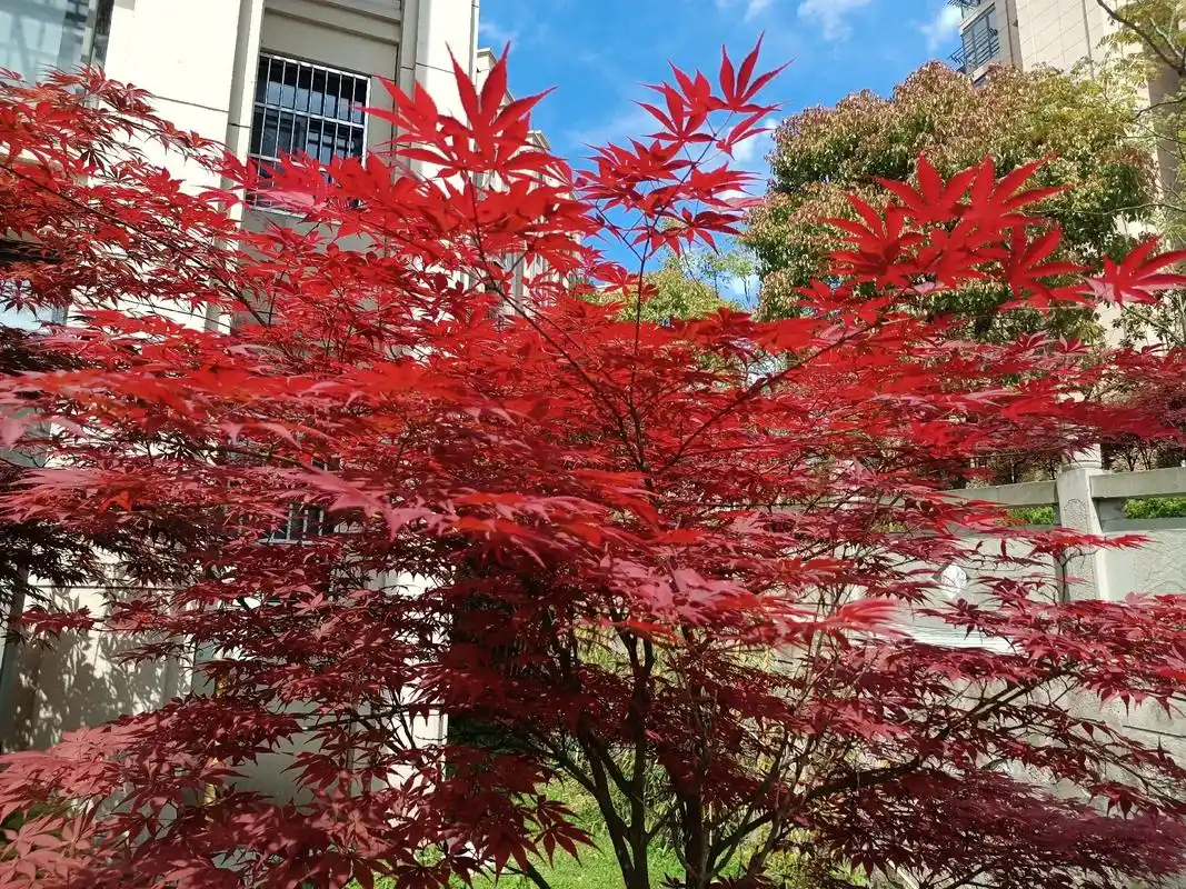 阳光正当午枫红在午后一树一树的红枫叶红遍绿 - 抖音
