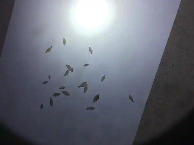 这是衣蛾的幼虫,以羊毛等纤维为食,经常打扫卫生,清除墙角的灰尘,不穿