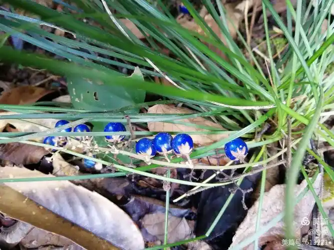 山路上偶遇沿阶草果实,这蓝果实颜色美美哒!