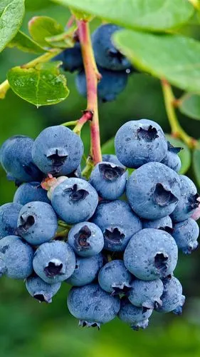 新鲜的蓝莓,树枝,叶子,水果 iphone 壁纸