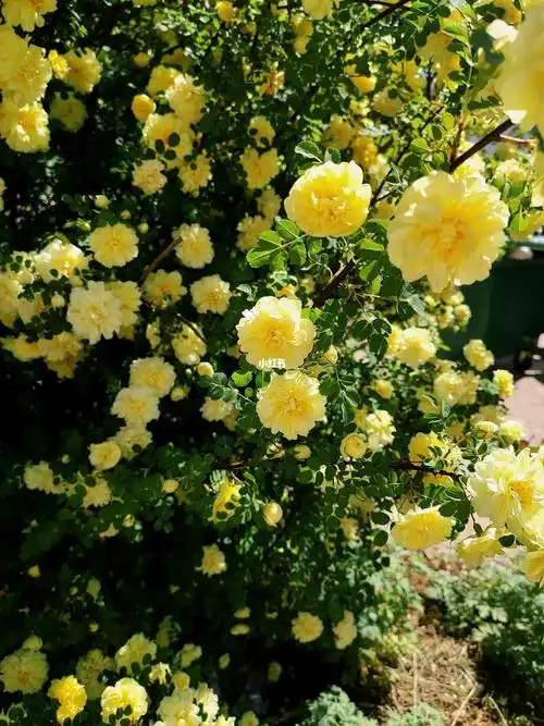 楼口的蔷薇花已经过了盛花期,一阵大风后已是遍地鹅黄,但我想我应该会