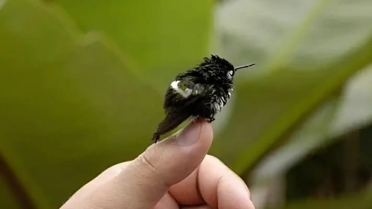 这是世界上最小的鸟,也是唯一一种可以倒着飞的小鸟.