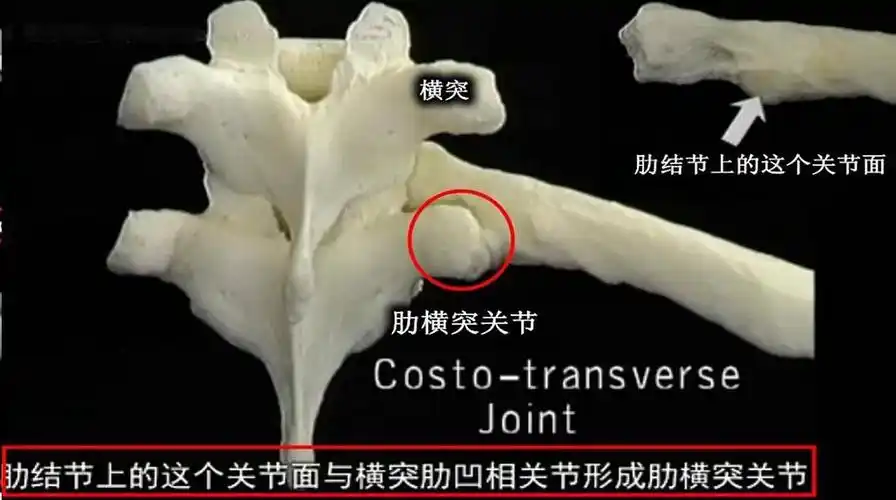 肋结节上的这个关节面与横突肋凹相关节,形成肋横突关节,这两个关节都