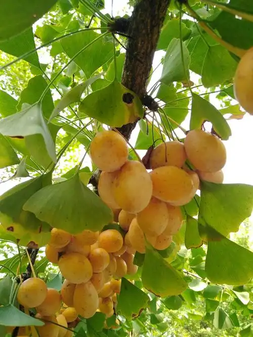 满树橙黄色的银杏果太诱人了.