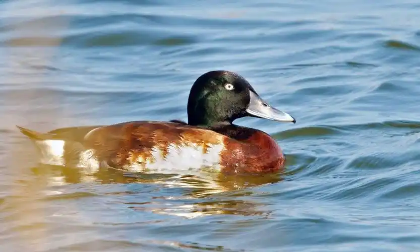 青头鸭图片(​30年第1次现身) - 赤虎壹号