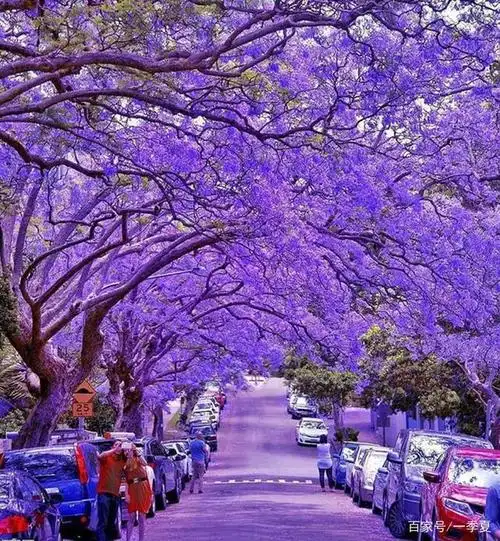 南非的蓝楹花大道,演绎铺天盖地的唯美梦幻