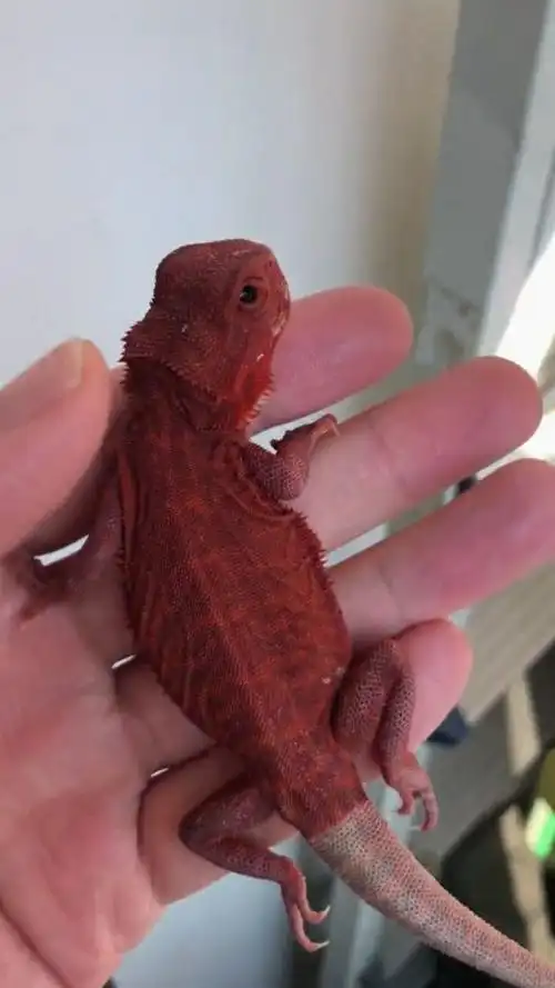 非常灵动的红色蜥蜴,肚子上的花纹很独特