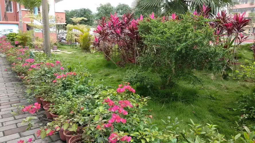 校园春意盎然,绿化美化正当时——记石坡小学绿化美化校园