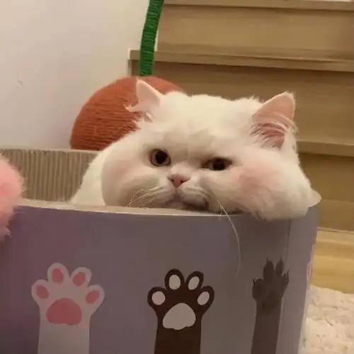 开一栋可爱治愈萌宠头像楼有狗勾有猫咪有玩偶有其他共496张已完工