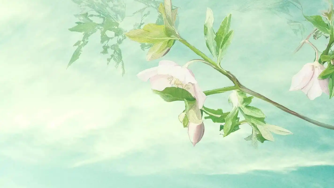 首页 桌面壁纸 植物壁纸 清新文艺花卉植物风景桌面电脑壁纸 上一张