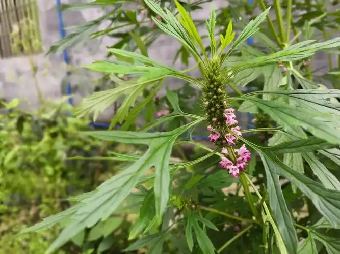 植物图鉴益母草