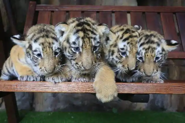 四只可爱的小老虎.图片由东北虎林园提供