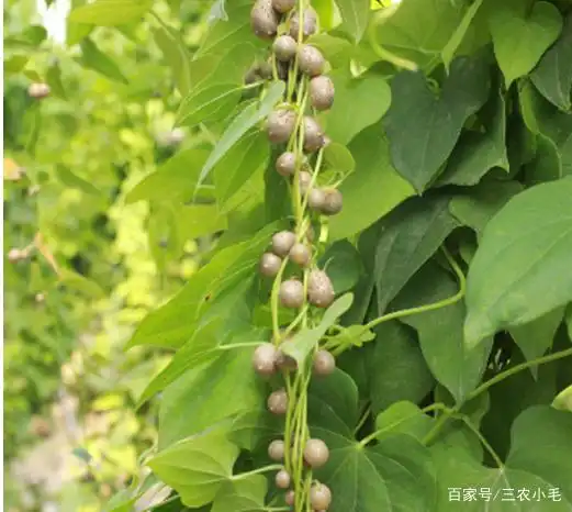 山药藤上结的"果实",儿时当饭吃,还能做冰糖葫芦,如今2元1斤