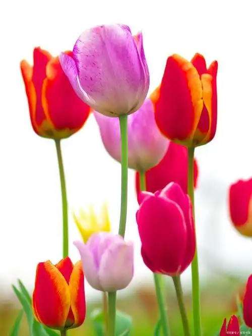 郁金香,这种优雅高贵的花卉,是荷兰的国花,也是世界上最著名的花之一.