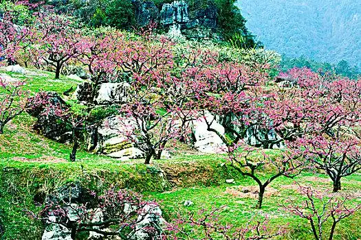 连平,桃花,桃林,岩石