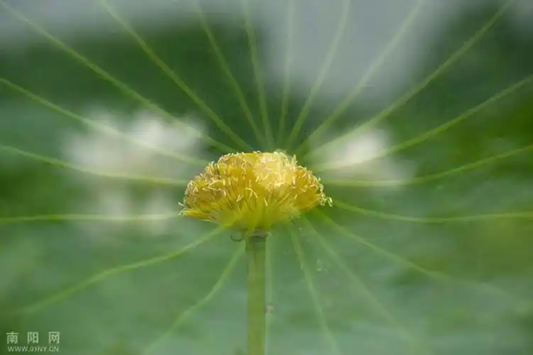 多次曝光拍摄的荷花