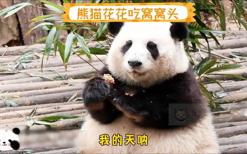 熊猫花花吃窝窝头