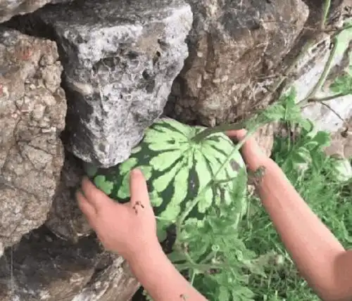 男子在石头缝里发现了一个西瓜, 走进一看乐坏了!