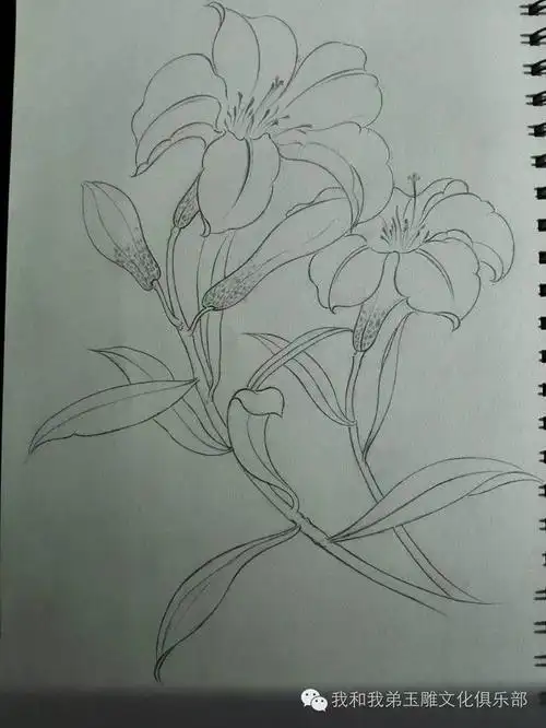 花朵铅笔素描简笔画