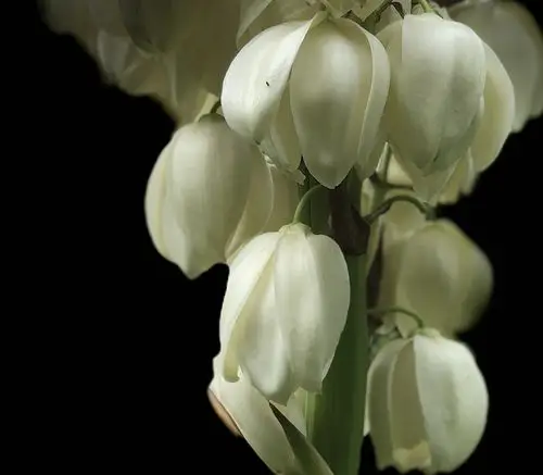 原创首发专情的丝兰花