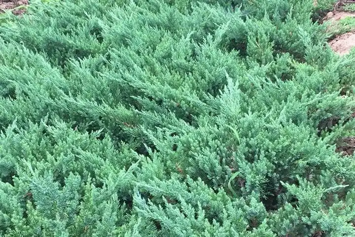 铺地柏多少钱一棵-君兰阁花卉