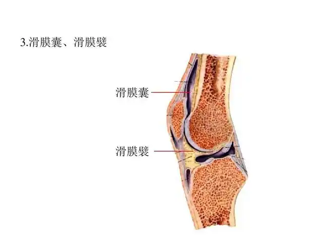 滑膜囊,滑膜襞 滑膜囊 滑膜襞