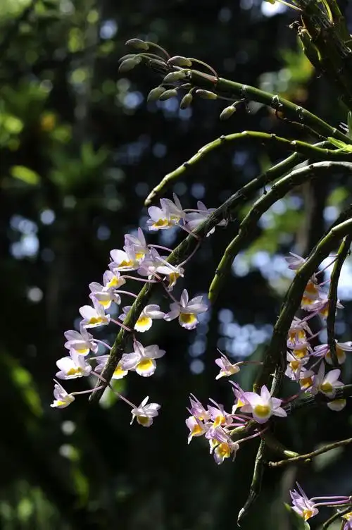其它 石斛兰花开 写美篇        多年未见的友人告诉我,石斛兰开花了.