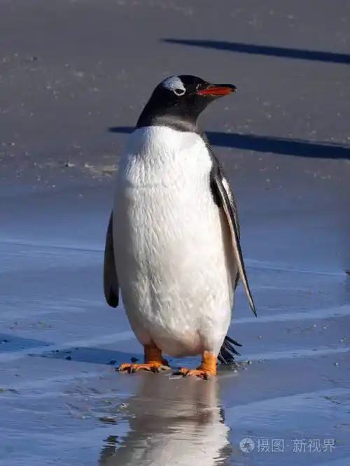 巴布亚企鹅pygoscelis巴布亚大殖民地的巢福克兰群岛