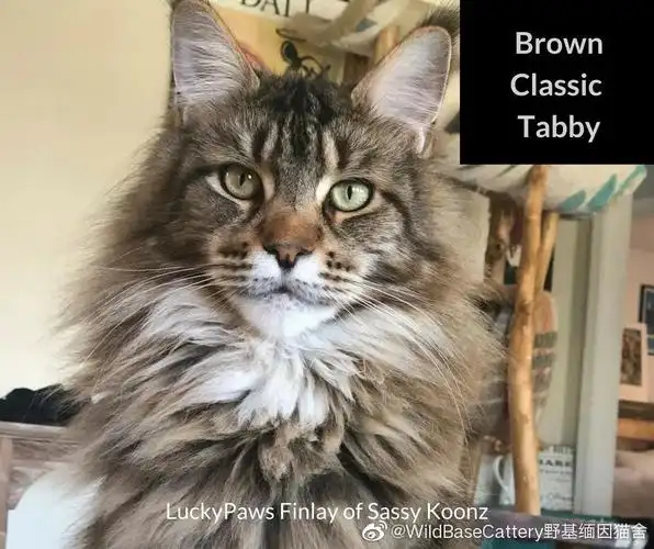 授权分享缅因猫的颜色花纹介绍及图解